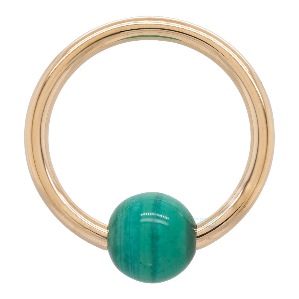 BVLA Body Vision Captive Bead Ring (CBR) in Gold with Malachite Captive Bead Starfire Body