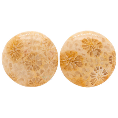 Stone Plugs - Fossilized Coral