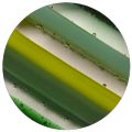 Glass Linear Plugs - Green